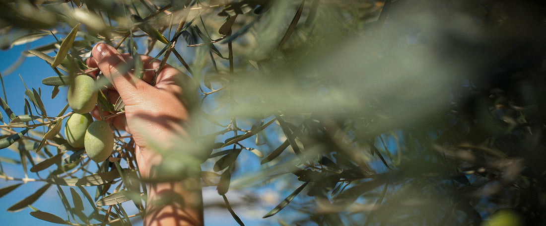The Health Benefits of Tunisian Extra Virgin Olive Oil