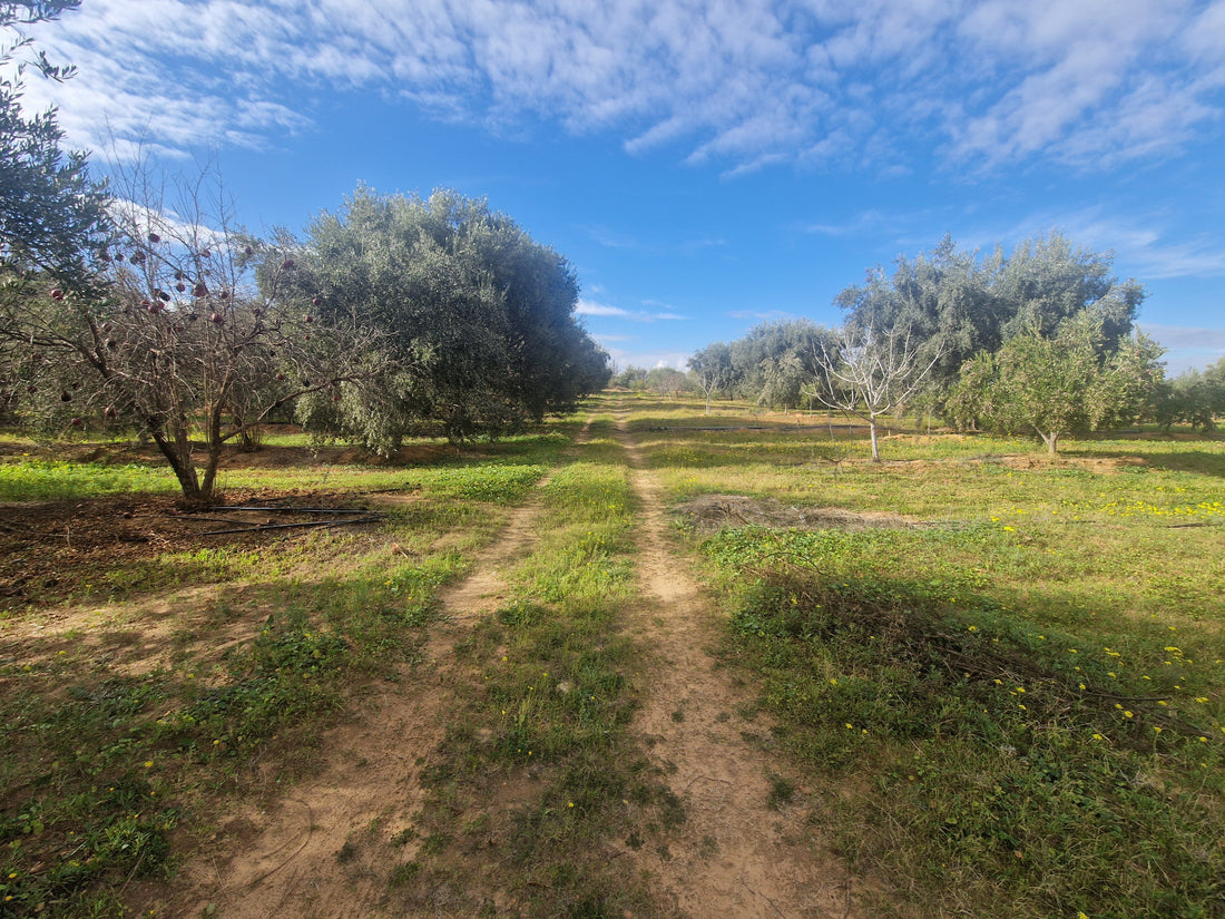 olive oil from single origin