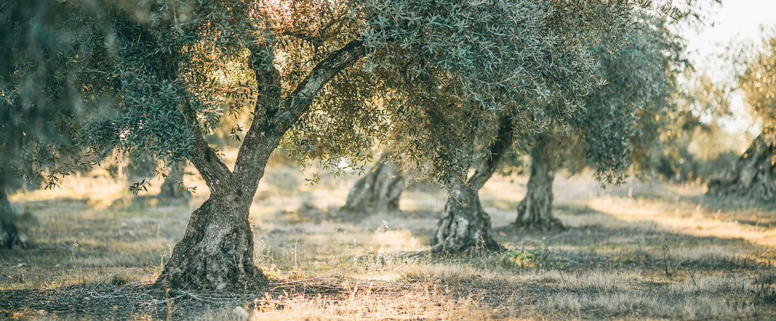 Why Tunisian Extra Virgin Olive Oil Is Rising in Global Popularity
